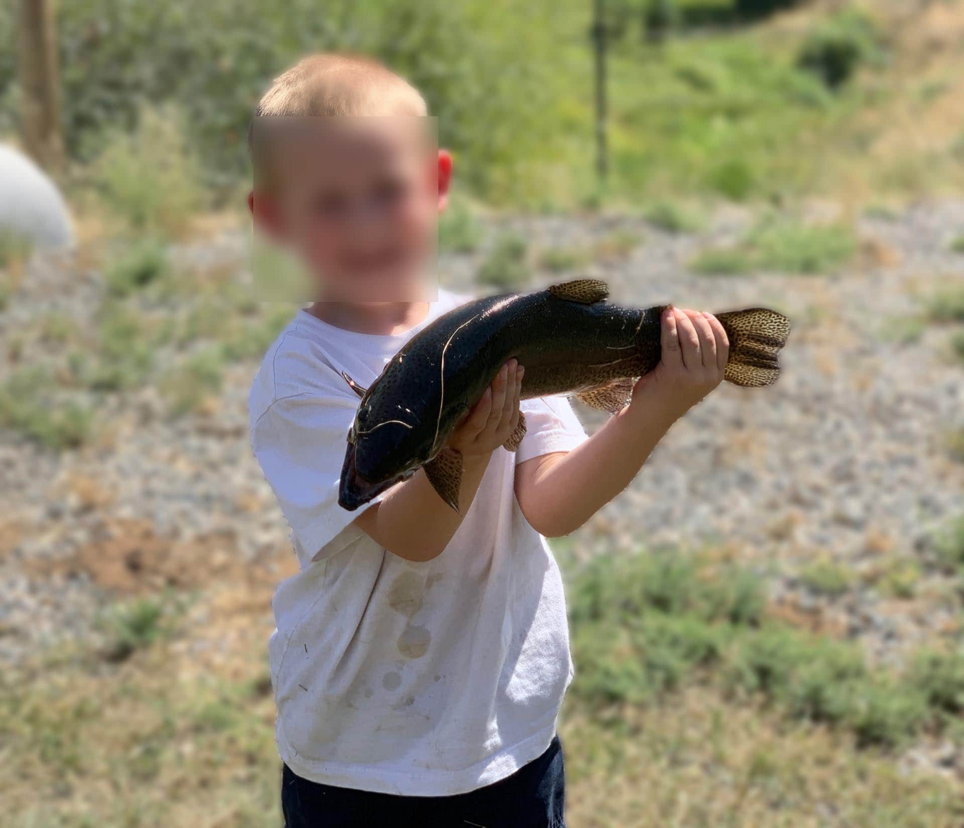 Big Rainbow Trout Idaho North Mountain Ranch