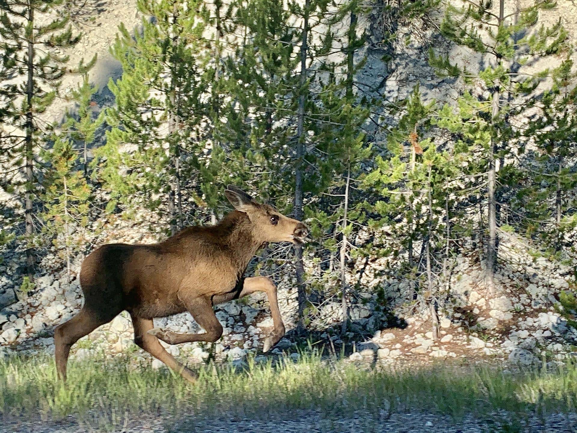 Calf Moose Idaho North Mountain Ranch