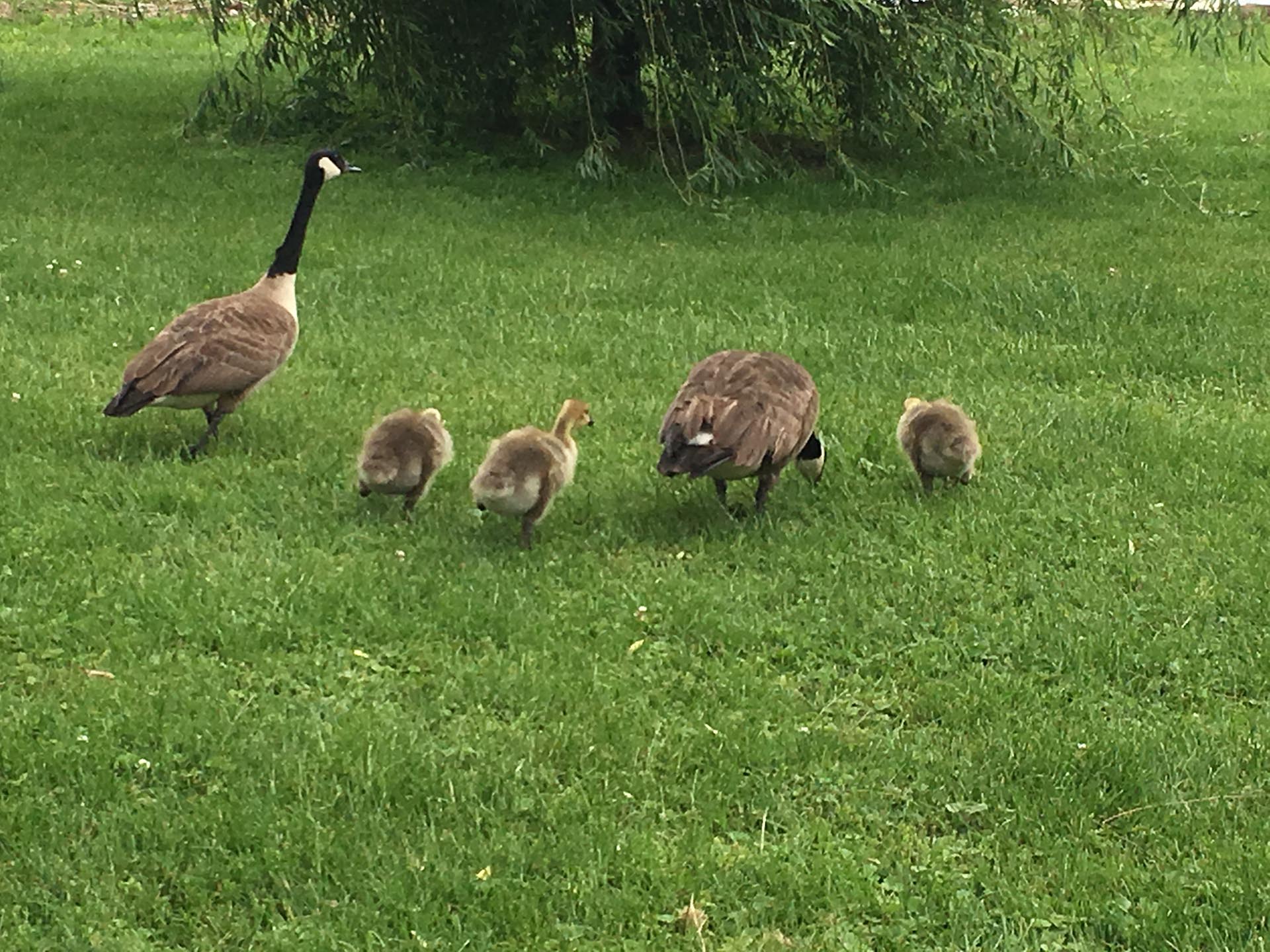 Canadian Geese Idaho North Mountain Ranch