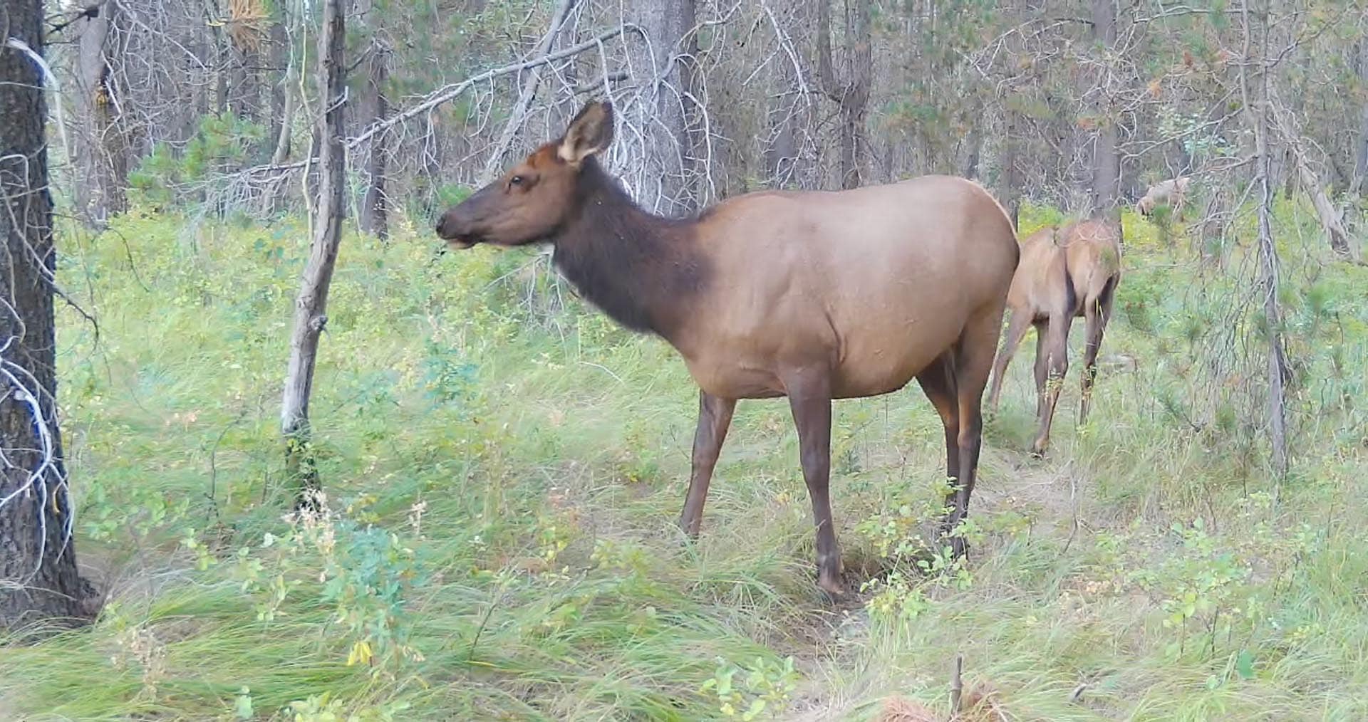 Cow Elk Idaho Island Park's Coho Reserve