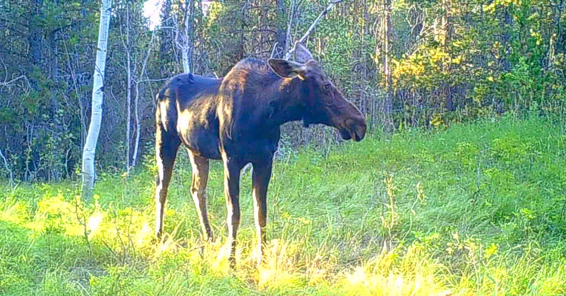 cow moose idaho island parks coho reserve