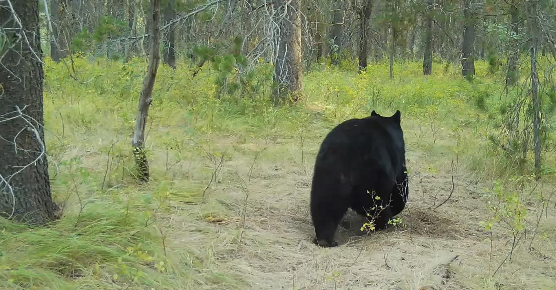 fall black bear idaho island parks coho reserve