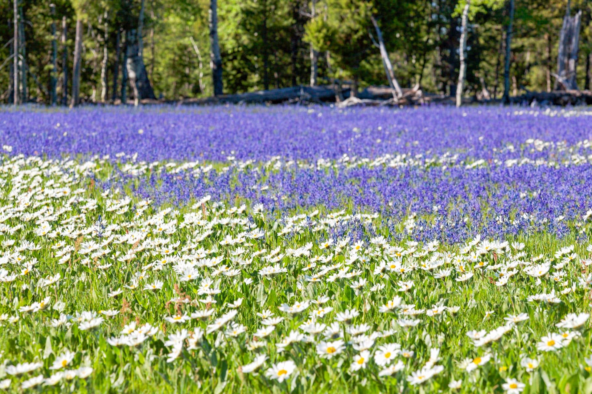 Flower Meadow Idaho Island Park's Coho Reserve