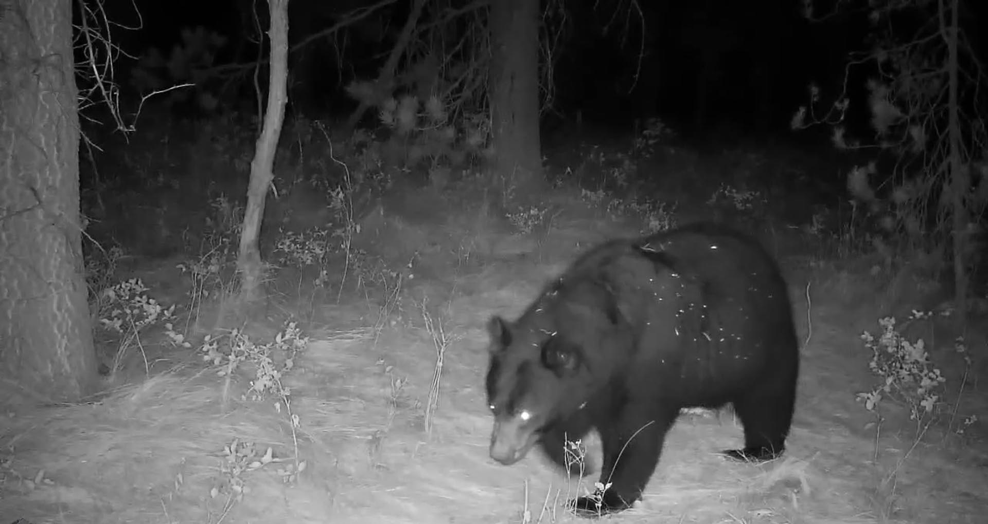 hungry black bear idaho island parks coho reserve