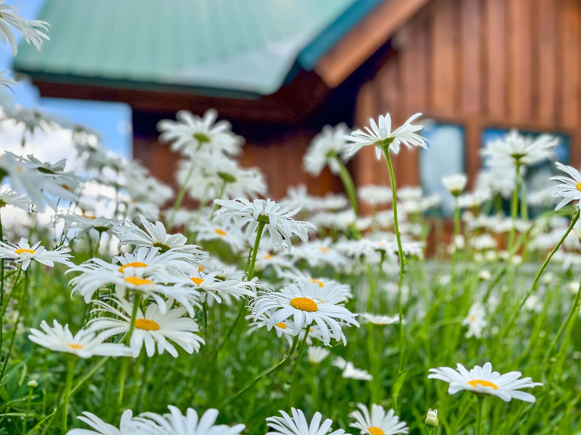 Mountain Wildflowers Idaho Island Park's Coho Reserve