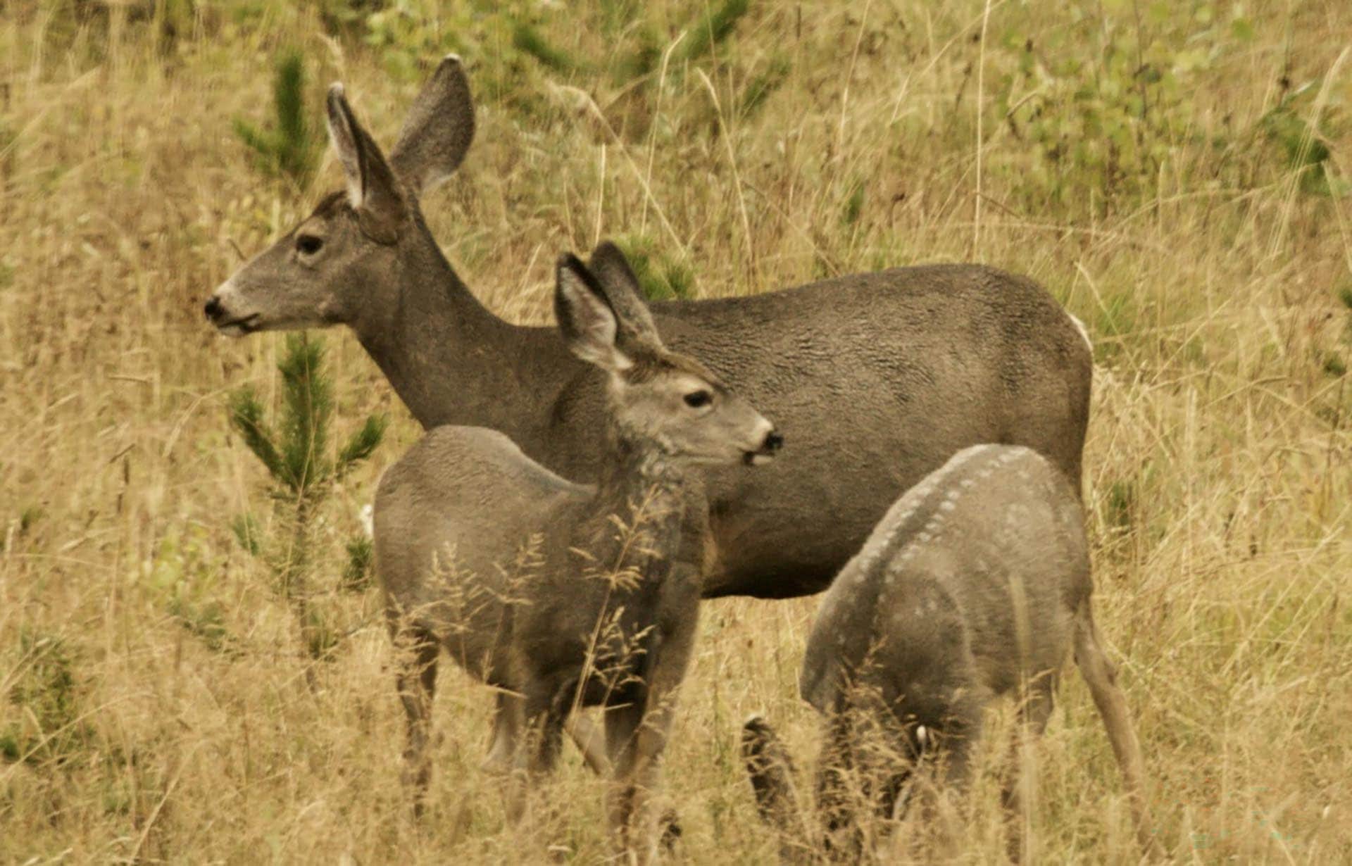 Mule Deer Does Idaho Island Park's Coho Reserve