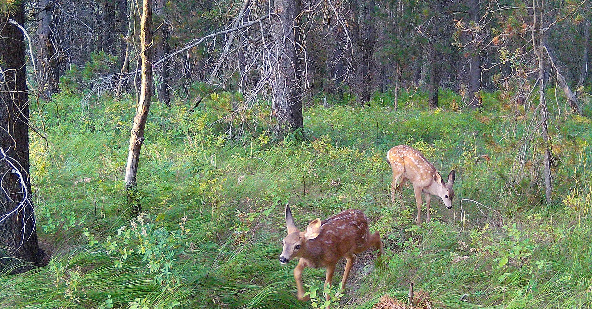 mule deer fawn idaho island parks coho reserve