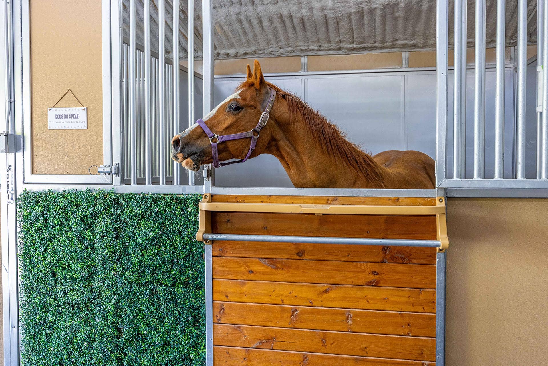 Quarter Horse Idaho North Mountain Ranch