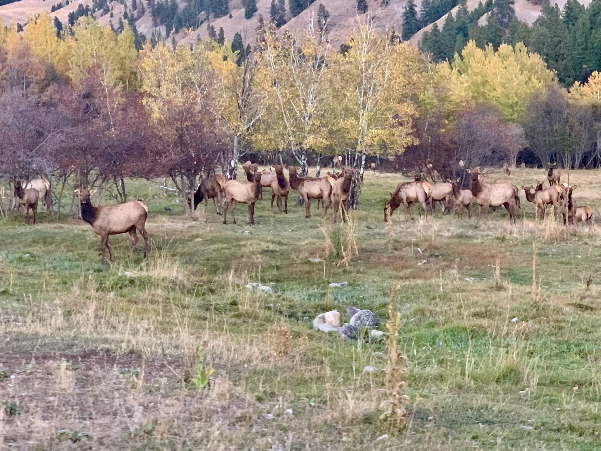 Resident Cow Elk Idaho North Mountain Ranch