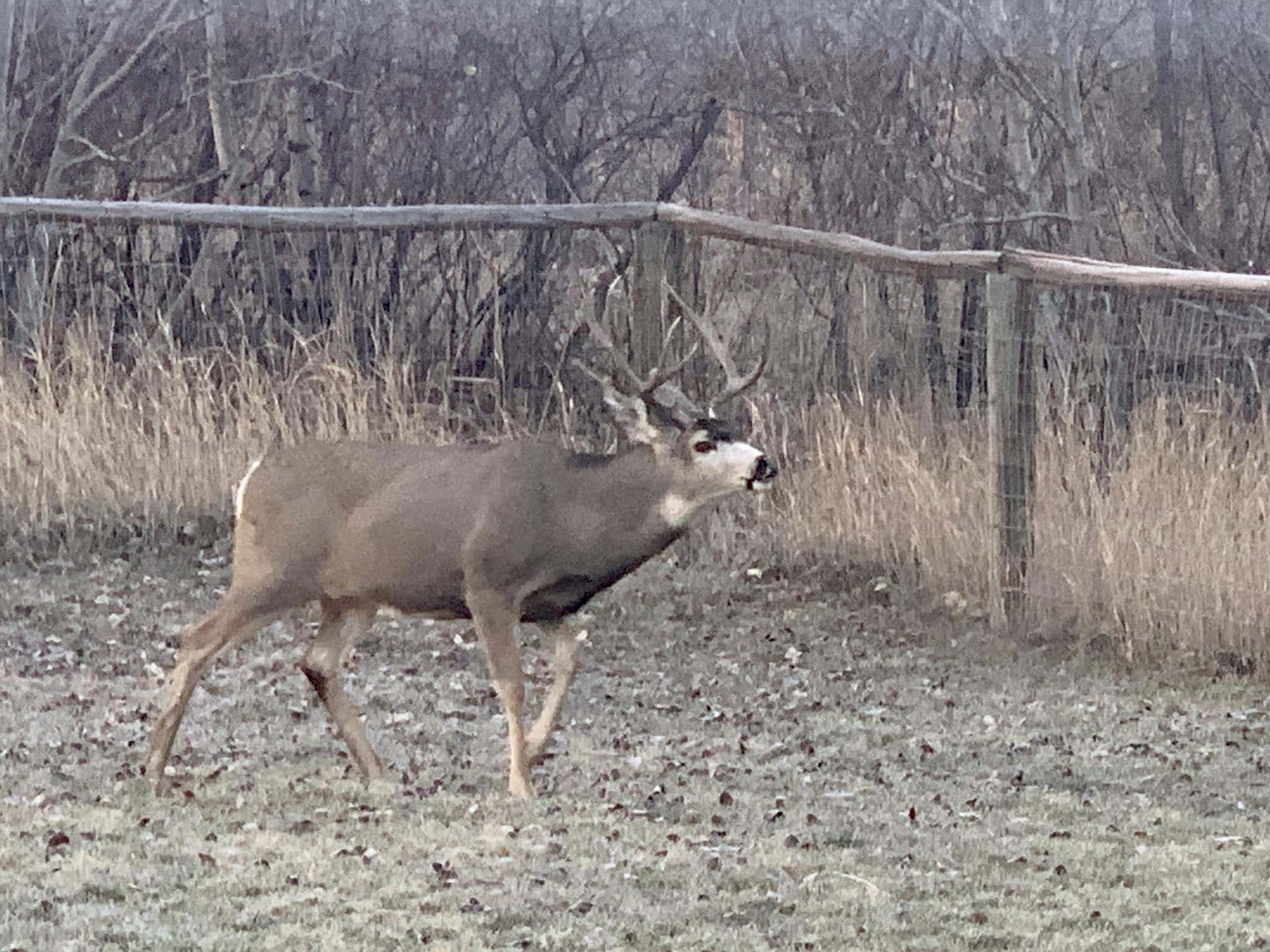 Rutting Mule Deer Buck Idaho North Mountain Ranch