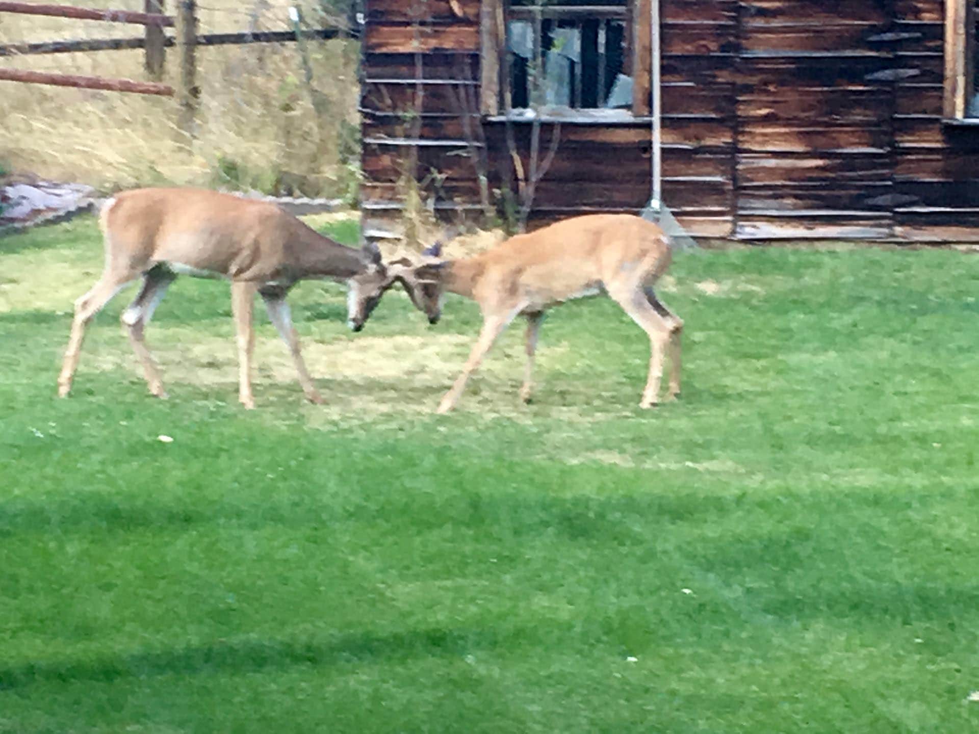 Sparring Whitetail Idaho North Mountain Ranch