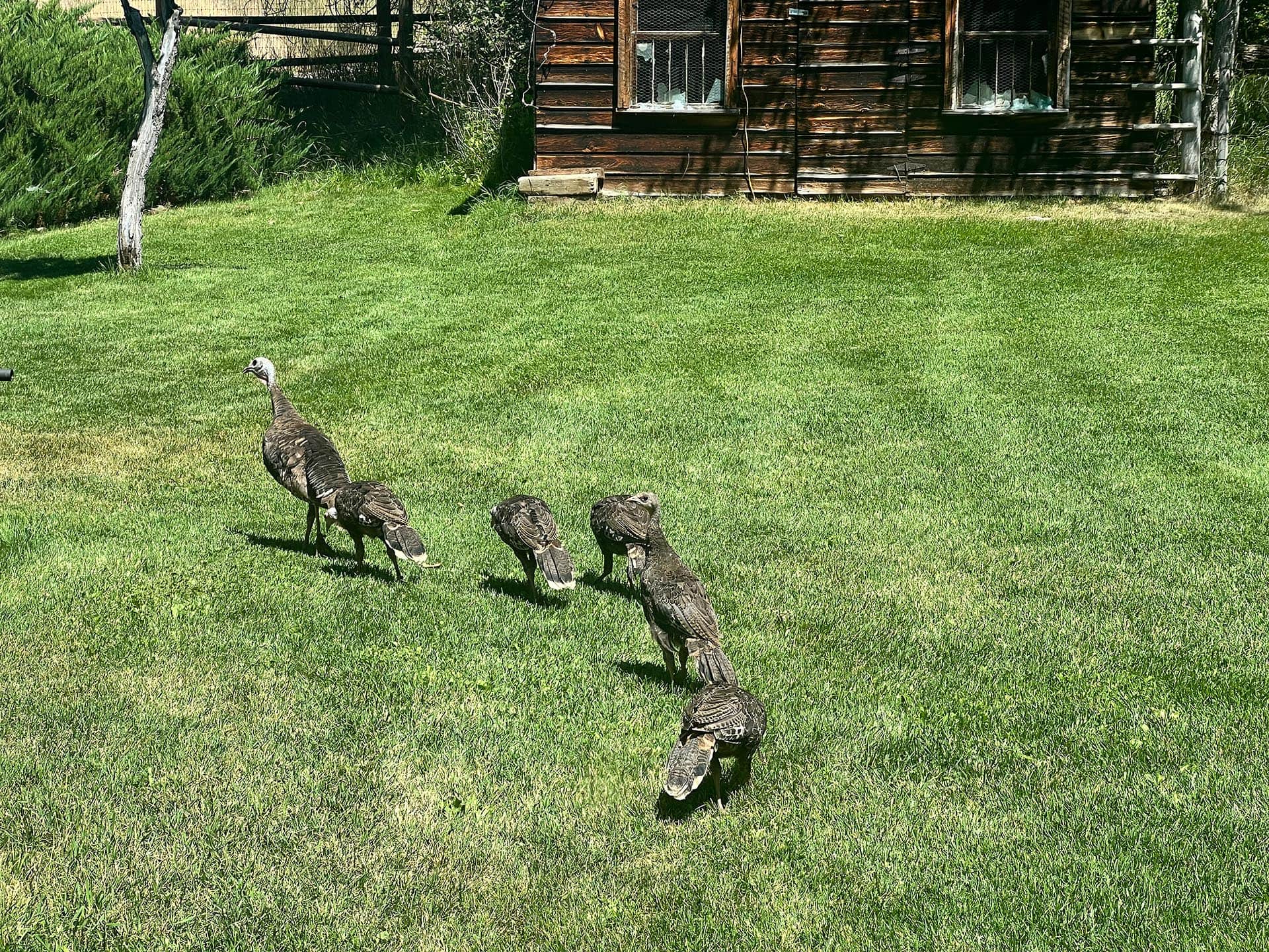 Turkey Family Idaho North Mountain Ranch