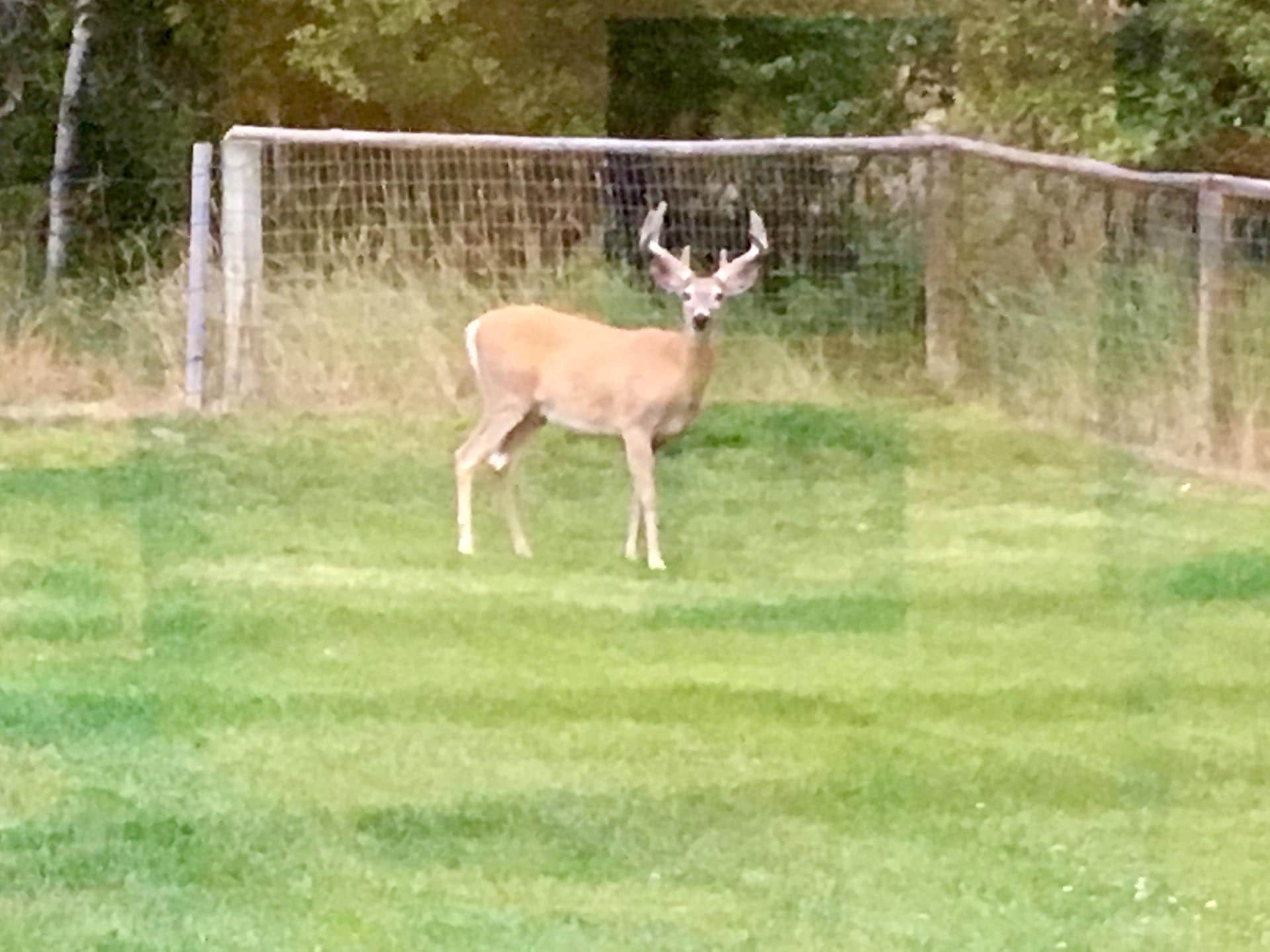 Velvet Whitetail Buck Idaho North Mountain Ranch