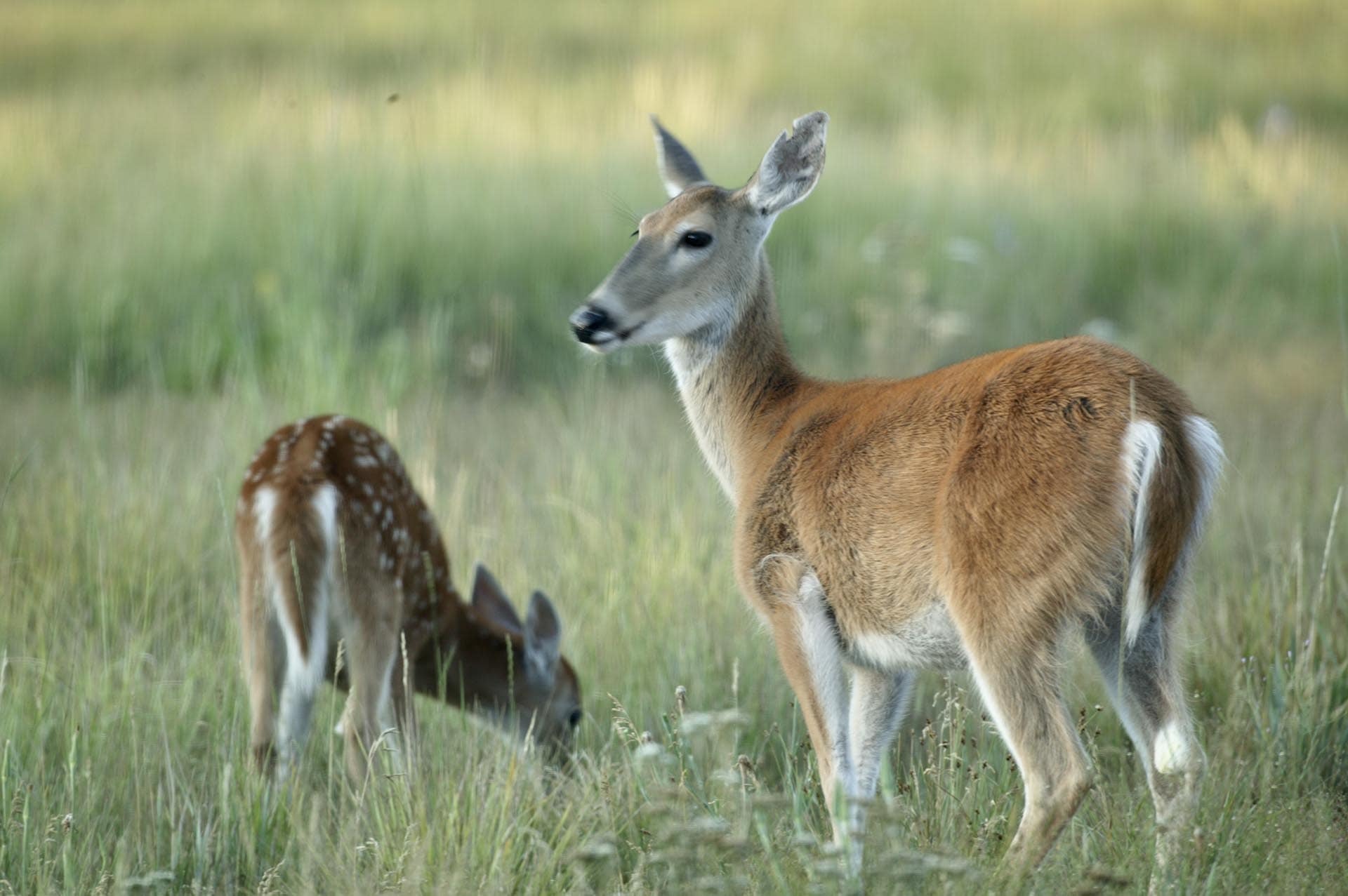 Whitetail Does Idaho Island Park's Coho Reserve