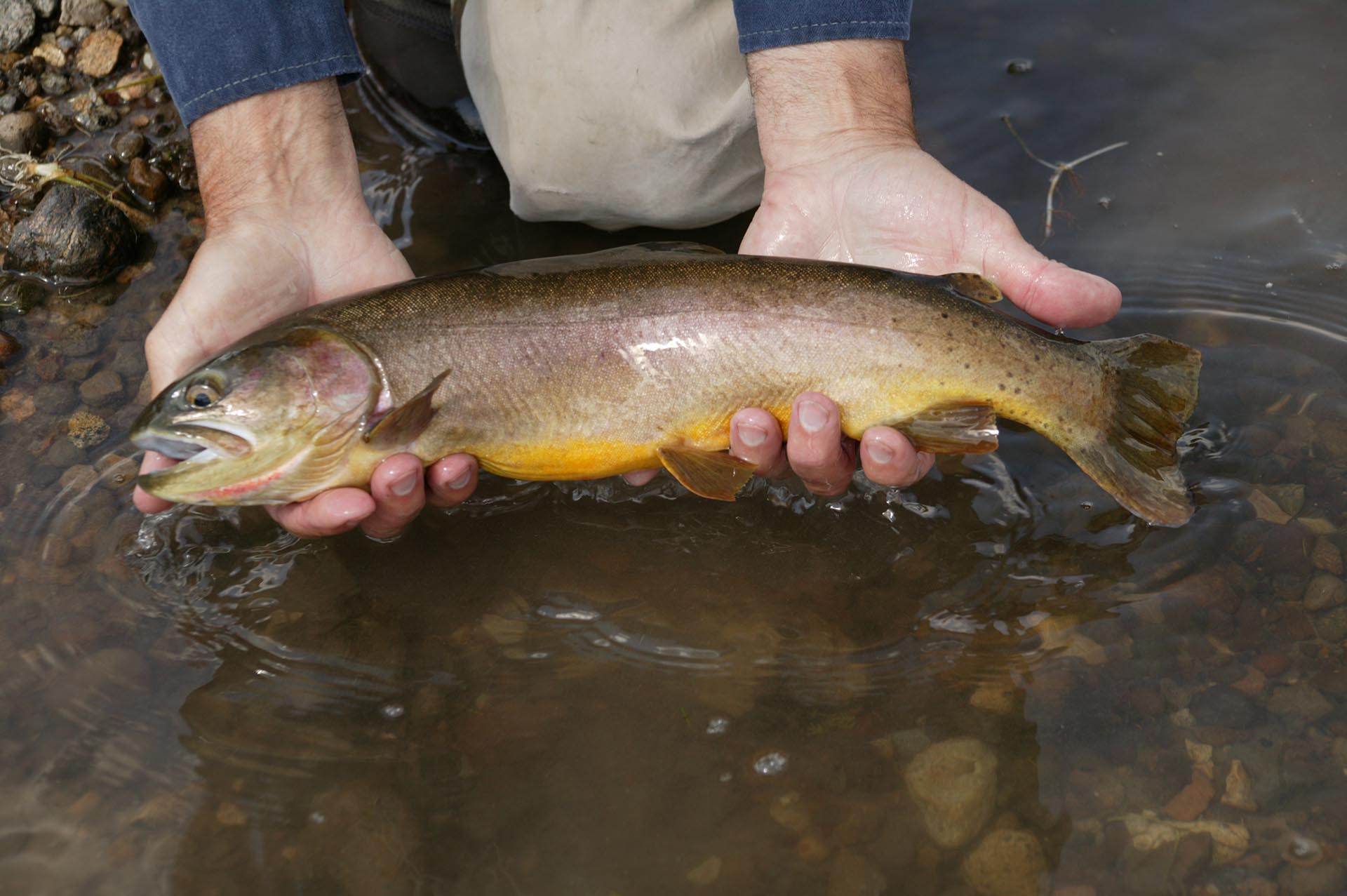 Yellowstone River Cutthroat Idaho Island Park's Coho Reserve