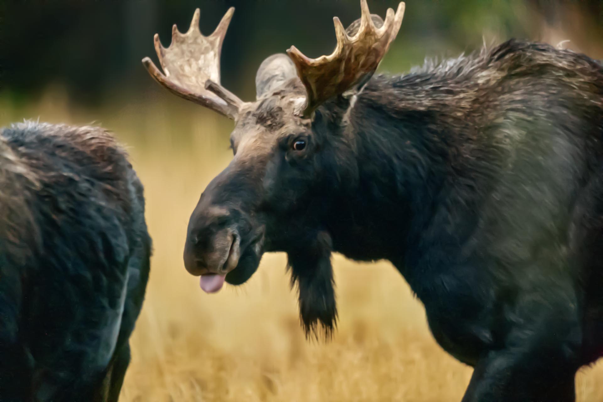 Young Bull Moose Idaho Island Park's Coho Reserve