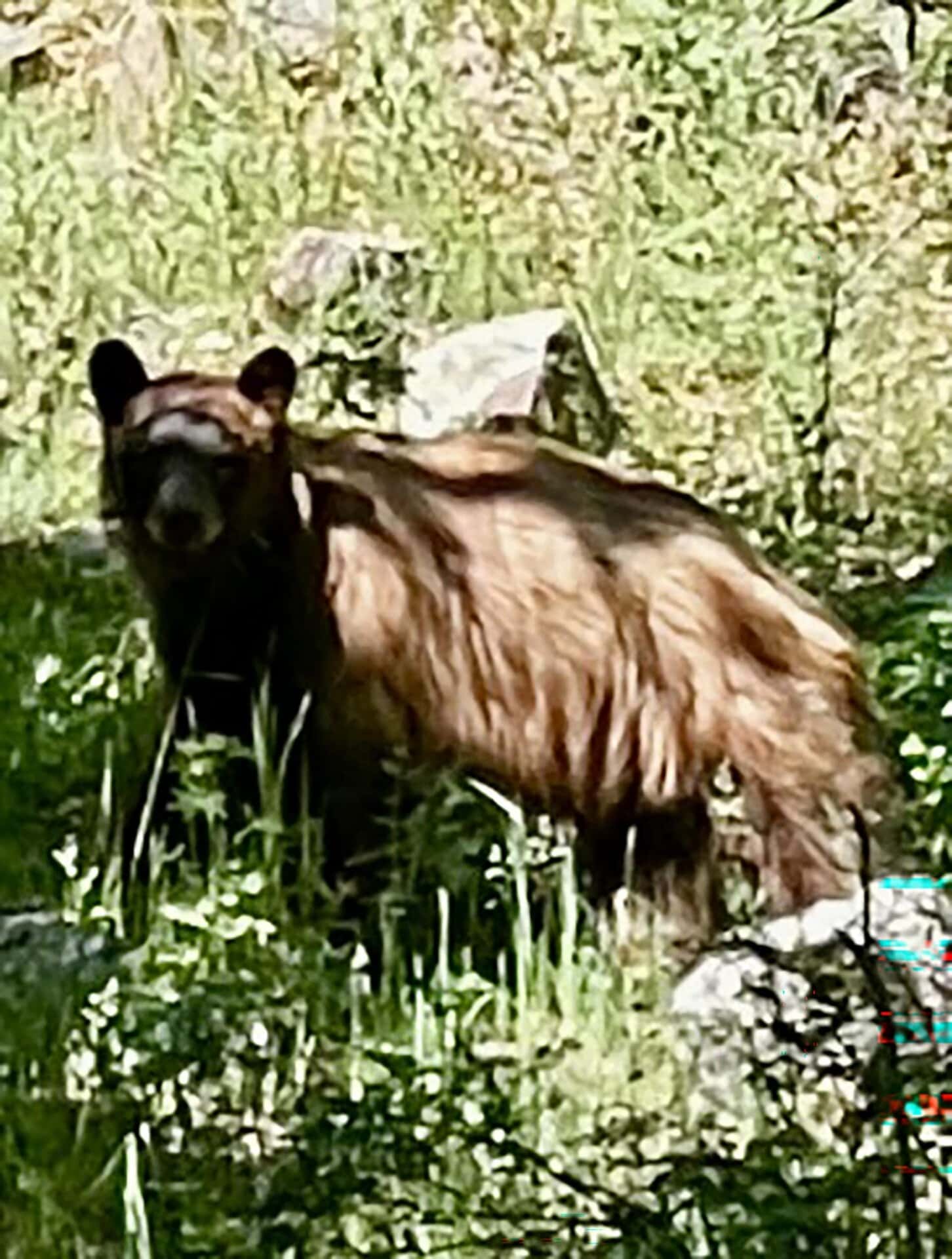 bear new mexico manueles creek