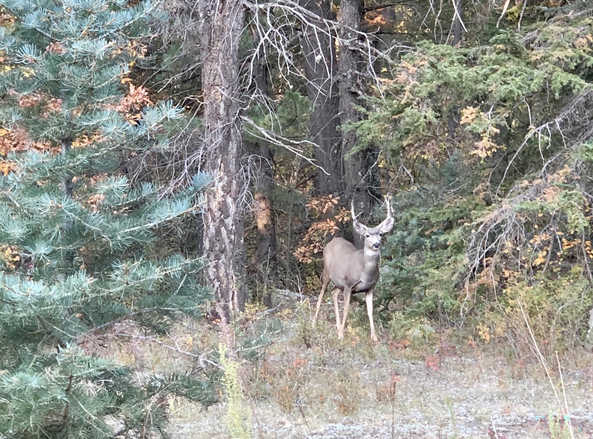 buck new mexico manueles creek
