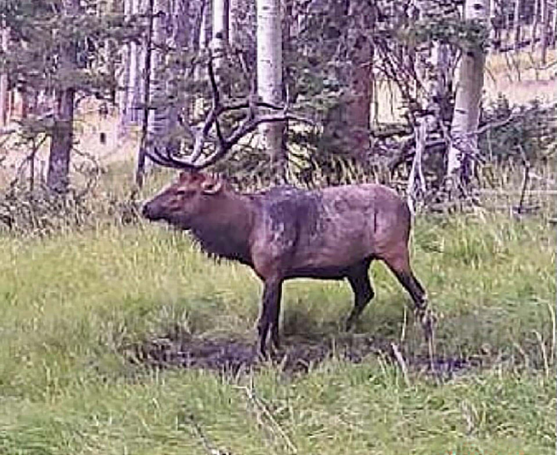 bull elk new mexico manueles creek