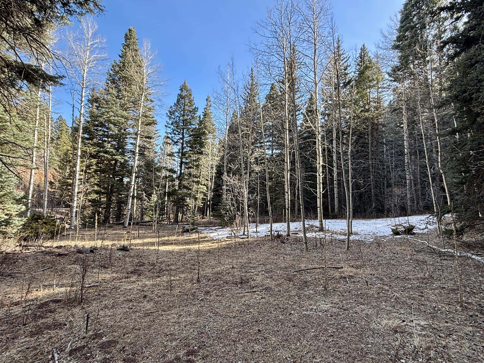 cottonwoods leaf cover new mexico manueles creek ranch