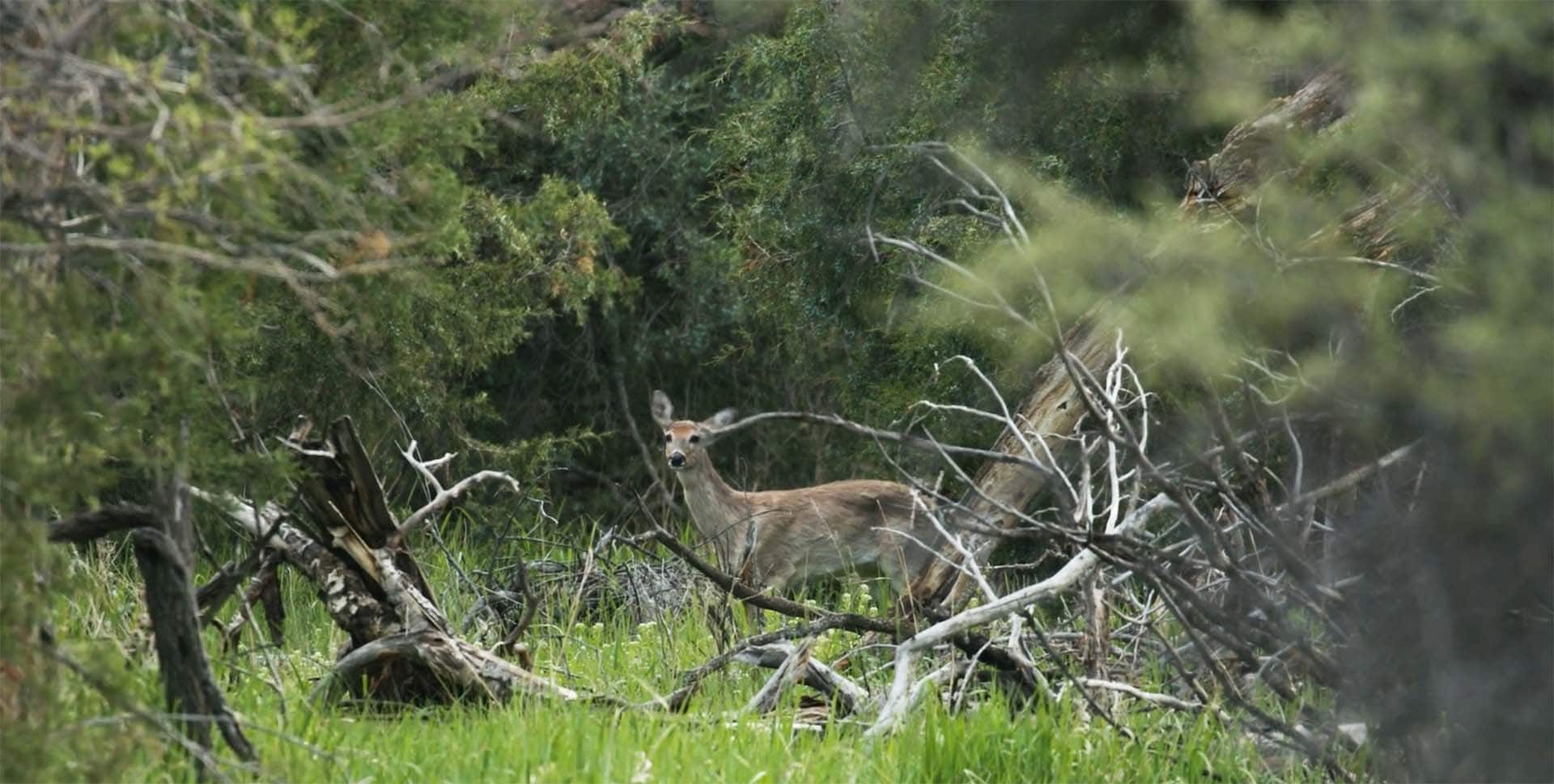 deer big game hunting montana 1805 river ranch