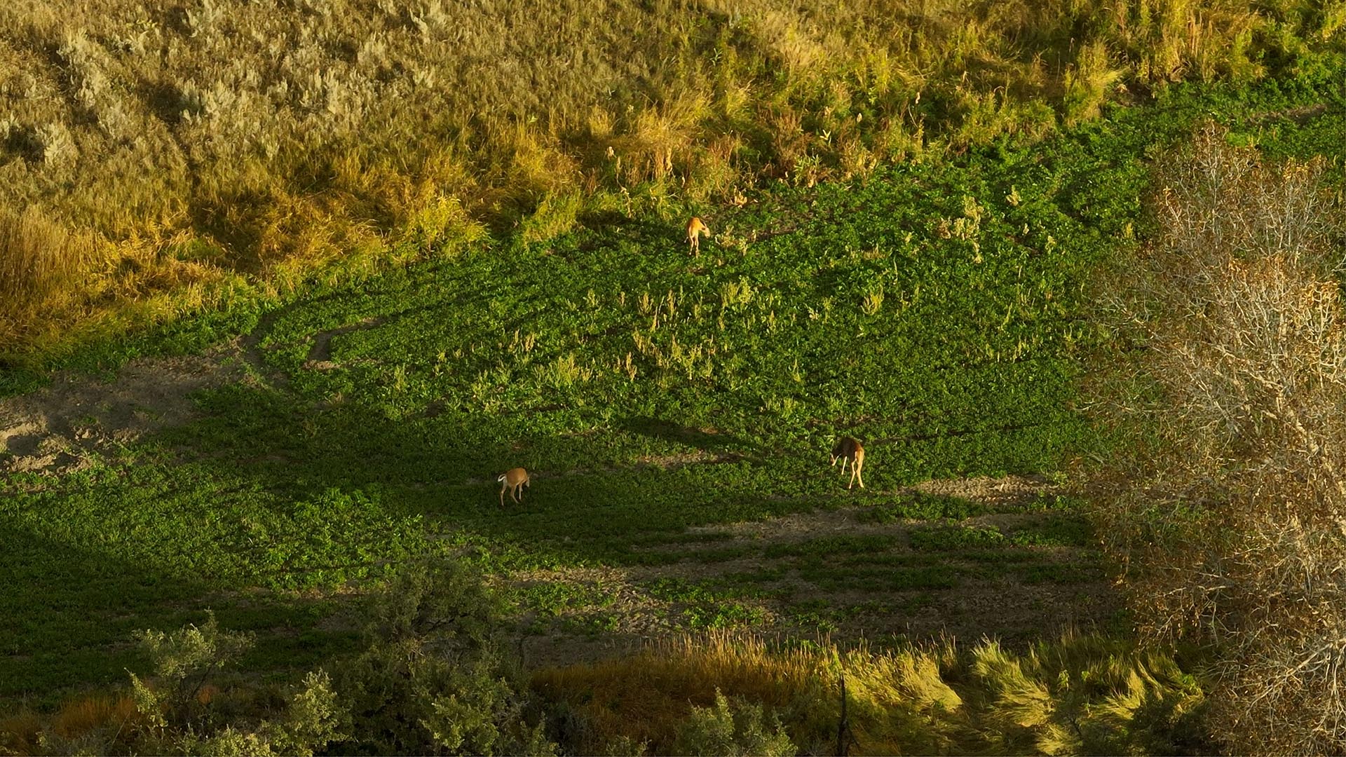 deer hunting montana 1805 river ranch