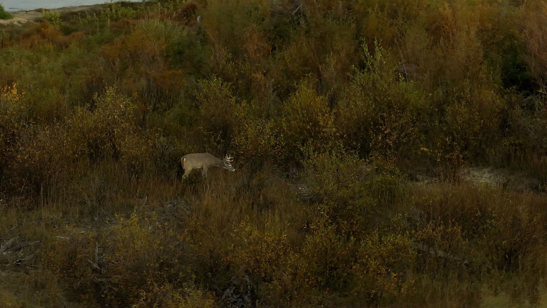 deer on property montana 1805 river ranch