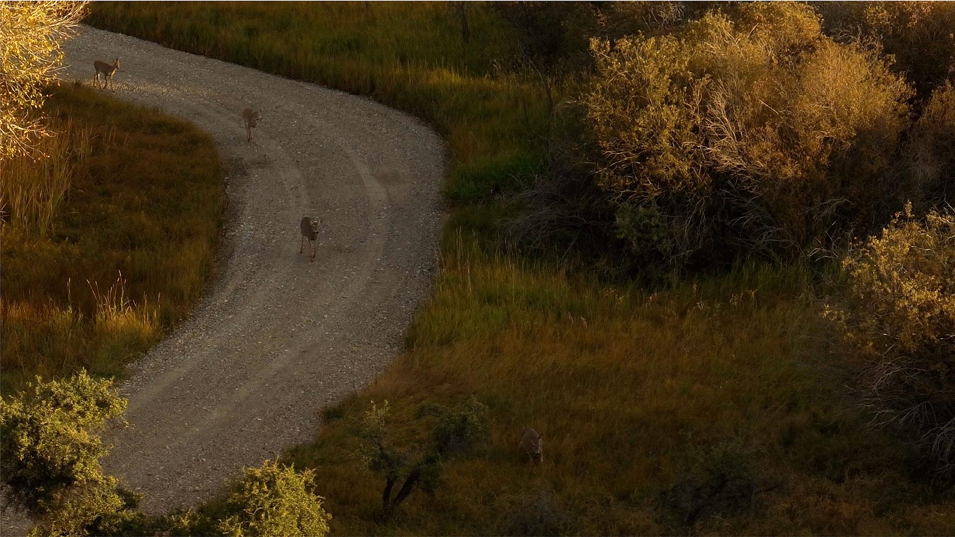deer on road montana 1805 river ranch