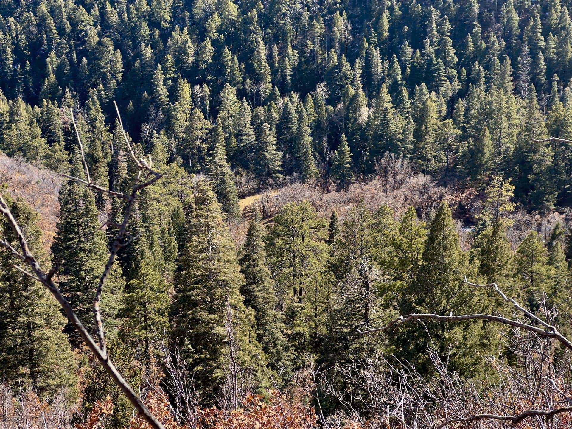 fall mountainside new mexico manueles creek