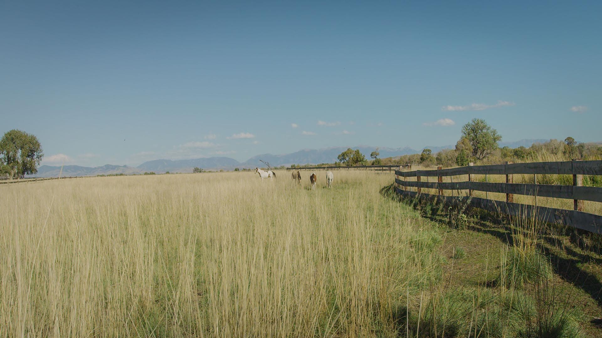 field with horses montana 1805 river ranch