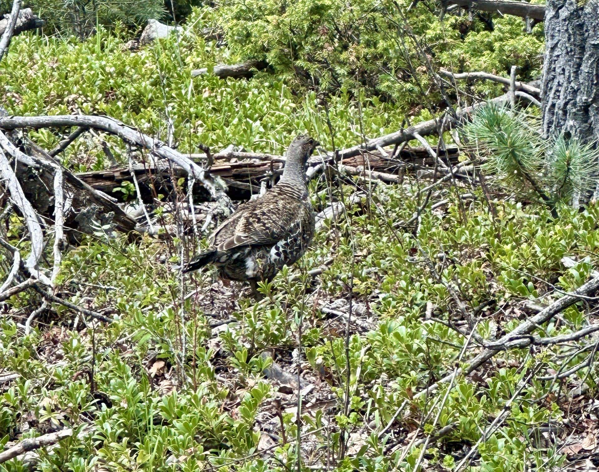 grouse new mexico manueles creek