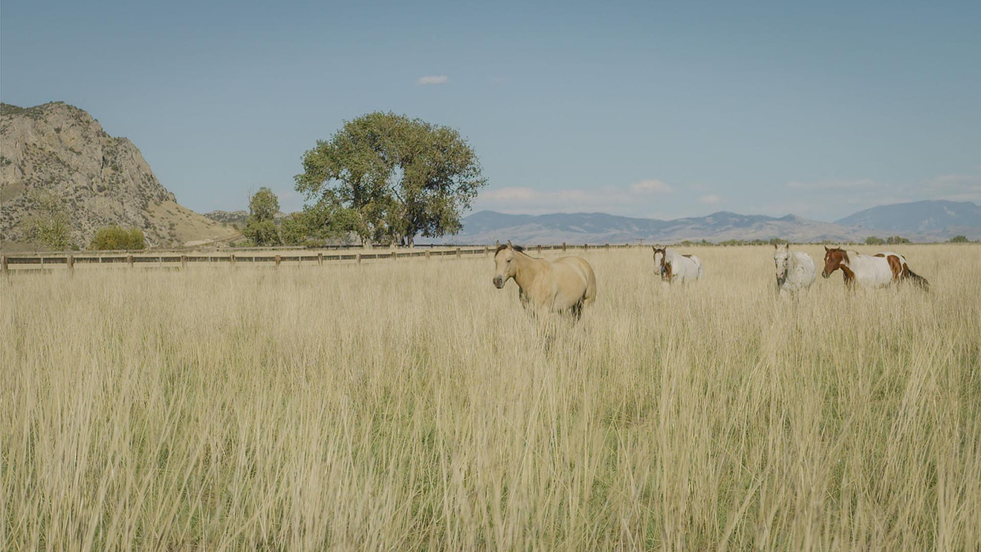horses in field montana 1805 river ranch