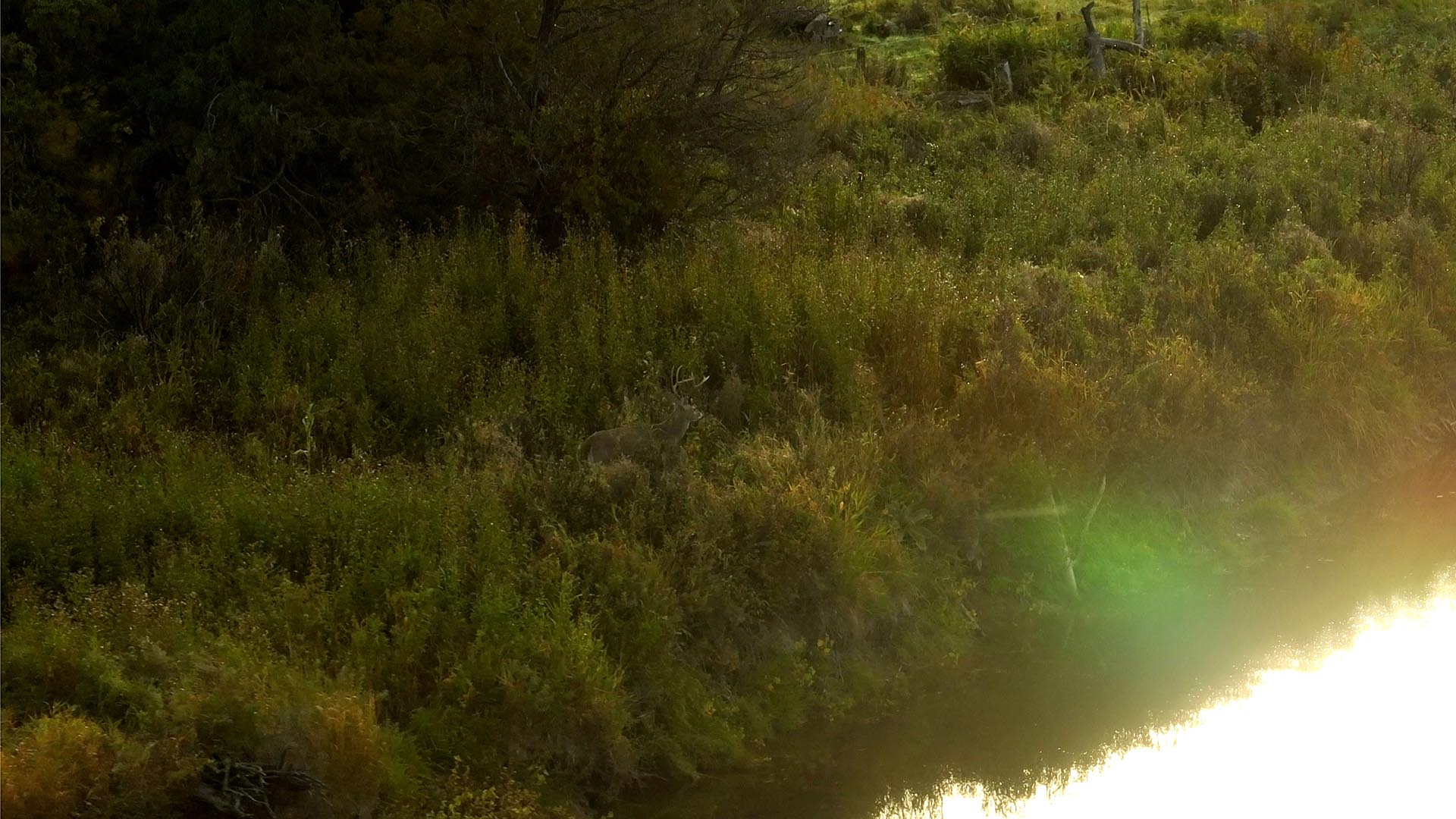 hunting deer view montana 1805 river ranch
