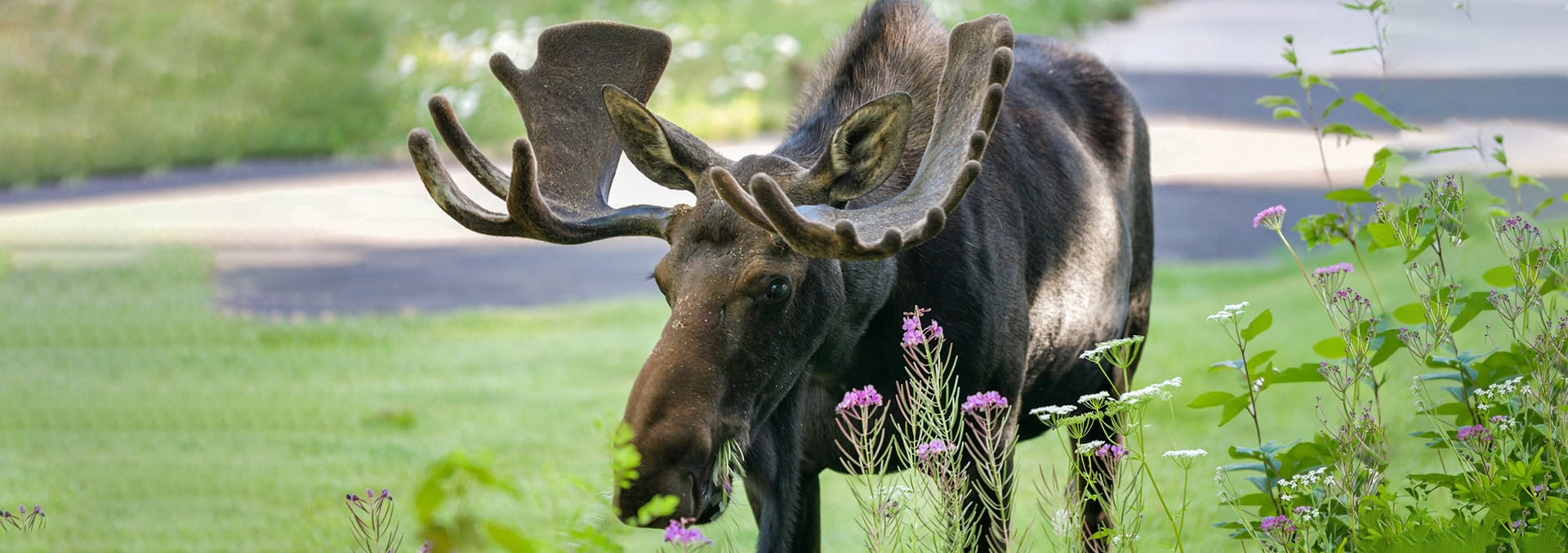 idaho land with homes for sale Island Park's Coho Reserve