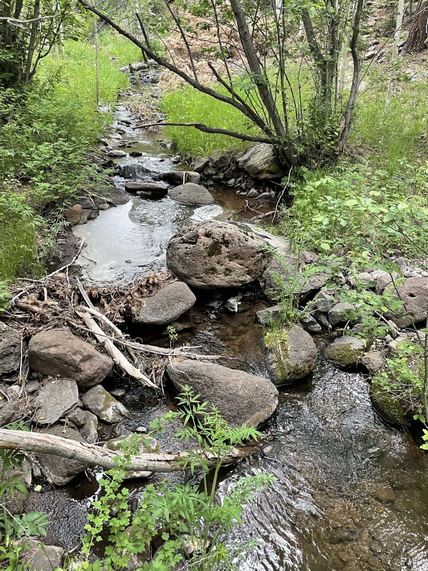 A shallow rocky creek winding through a green forest with mossy stones and tangled branches above the water.