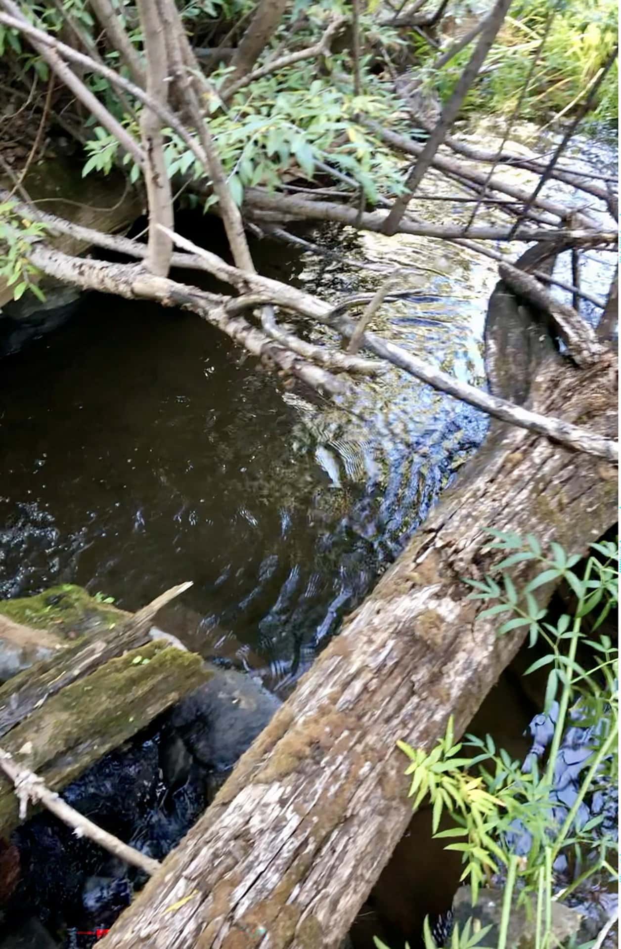 manueles logs new mexico manueles creek