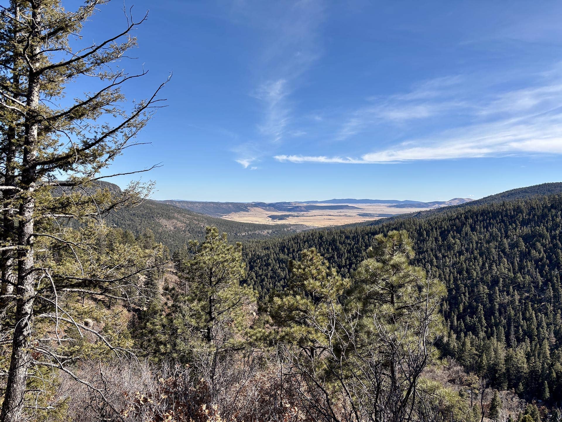 ocate valley trees new mexico manueles crrek