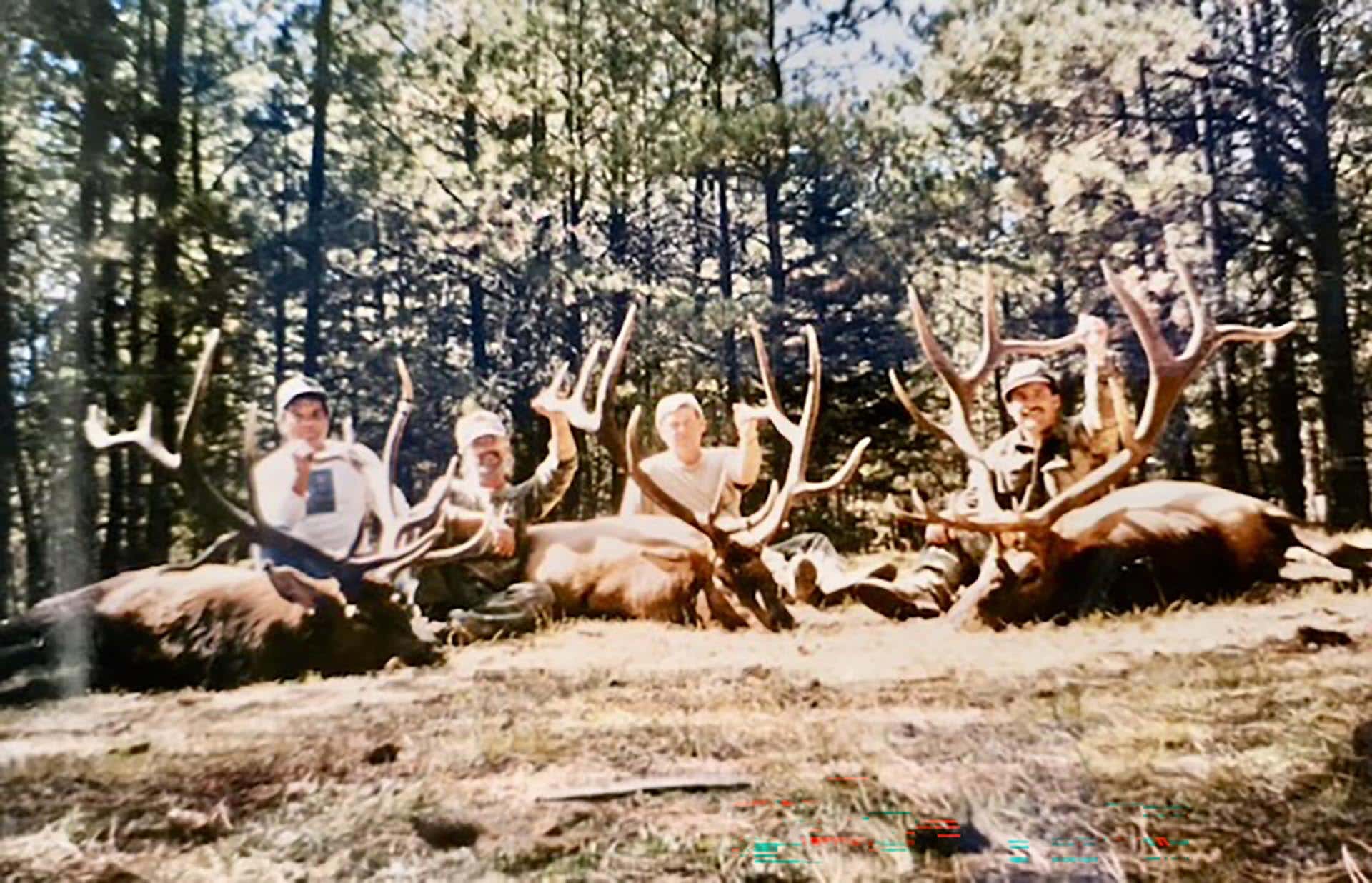 three harvested elk new mexico manueles creek