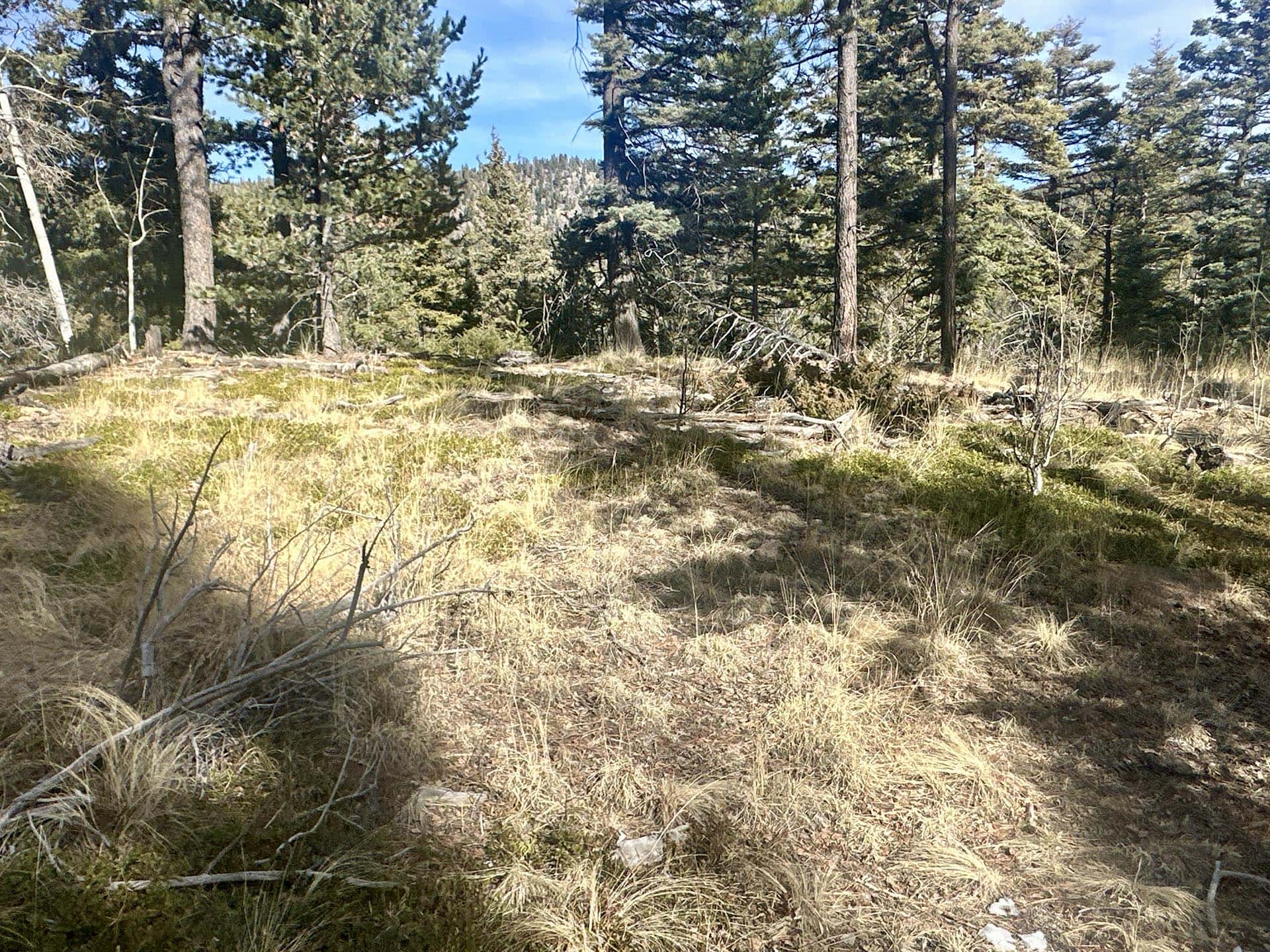 tree shadows new mexico manueles creek
