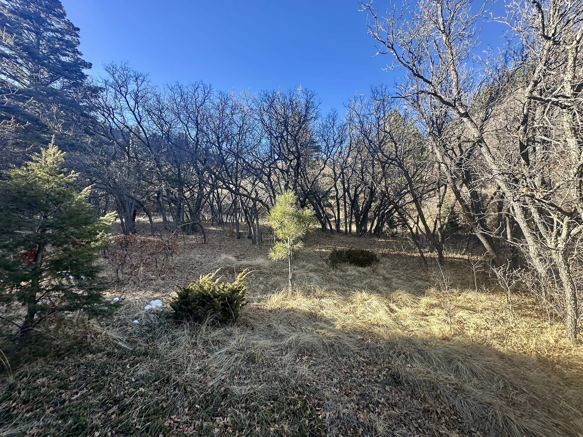 trees new mexico manueles creek