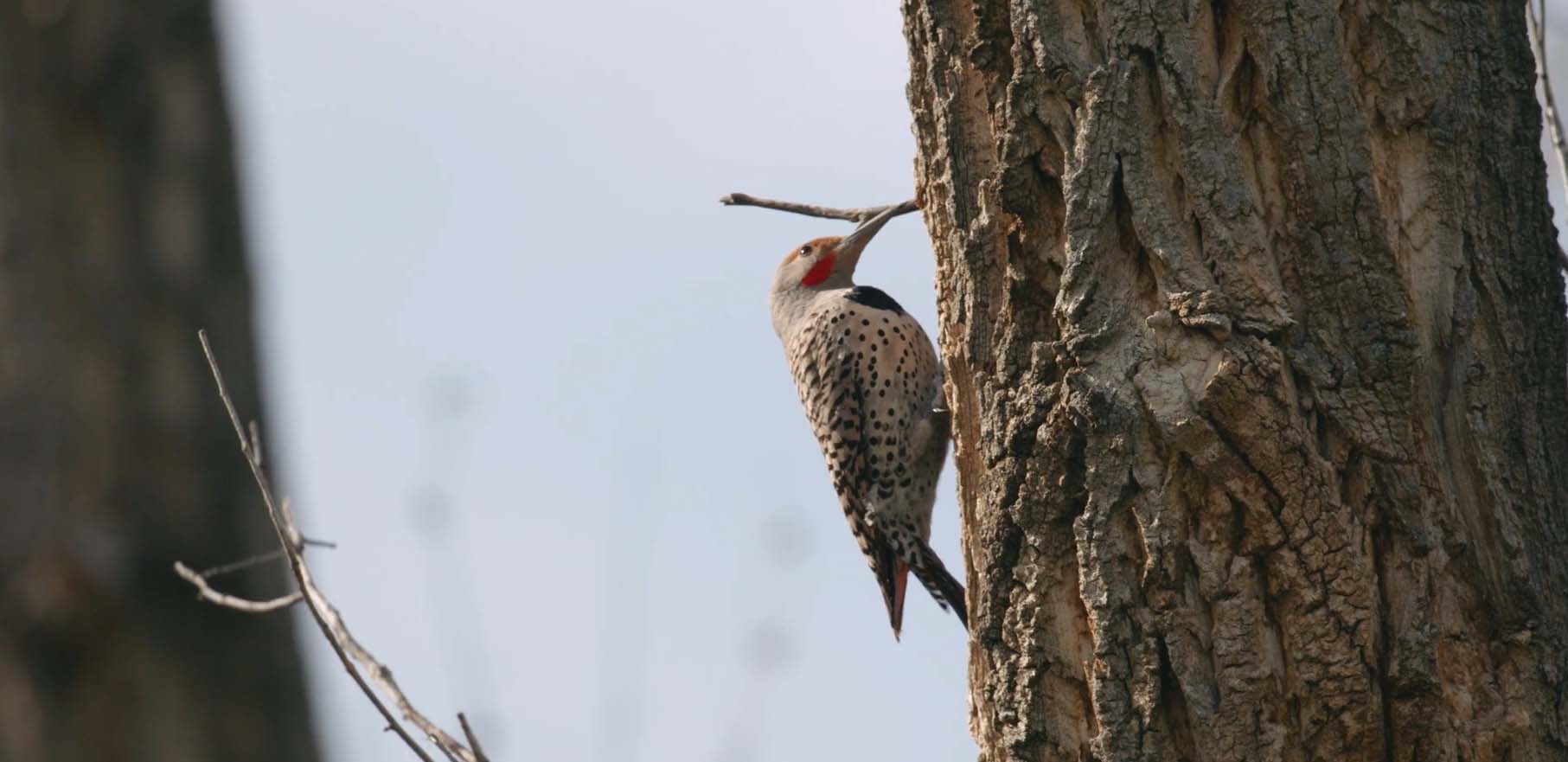 wildlife montana 1805 river ranch