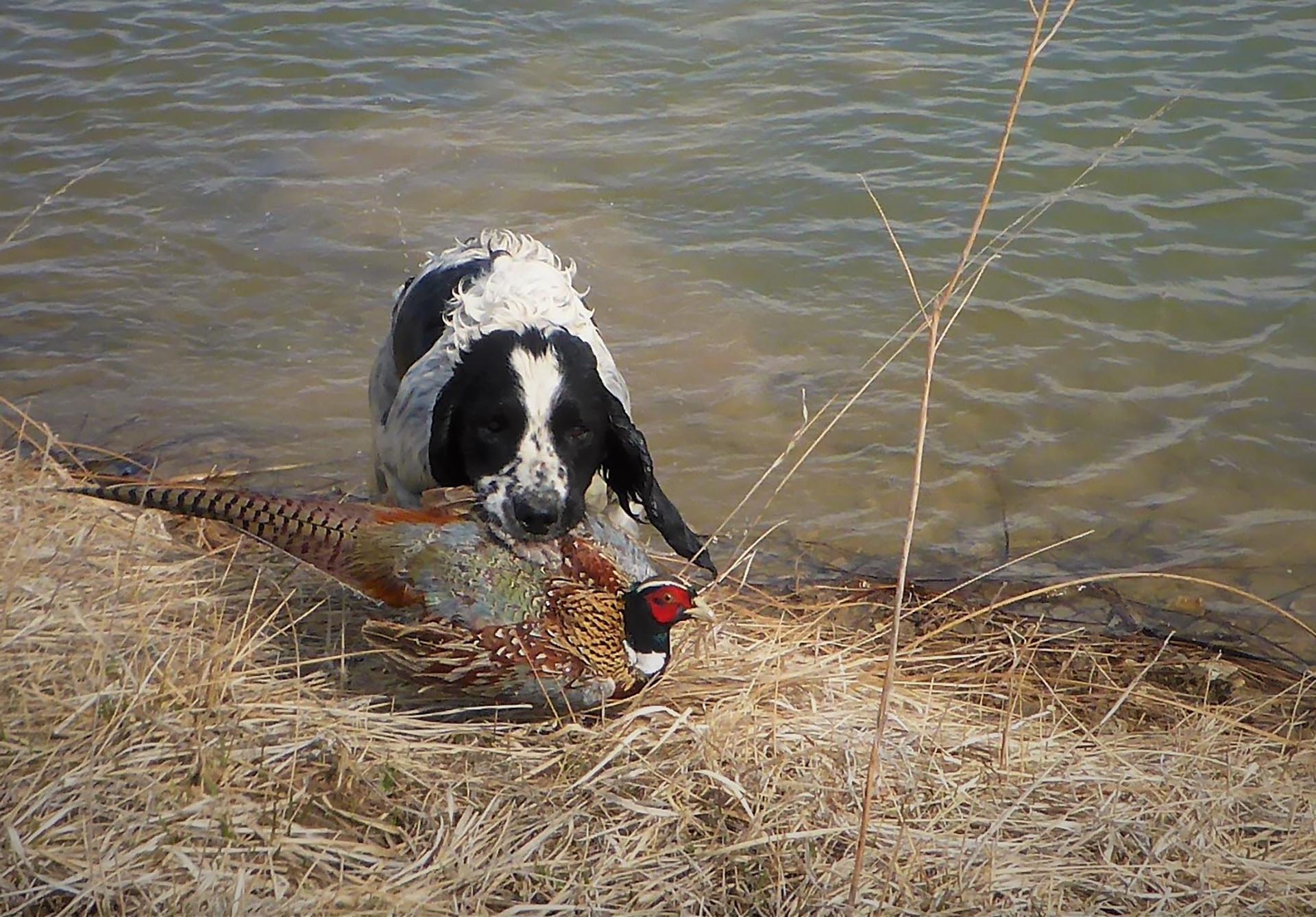 Bird Dog Colorado Stillroven Farm Pheasant & Kennel Club