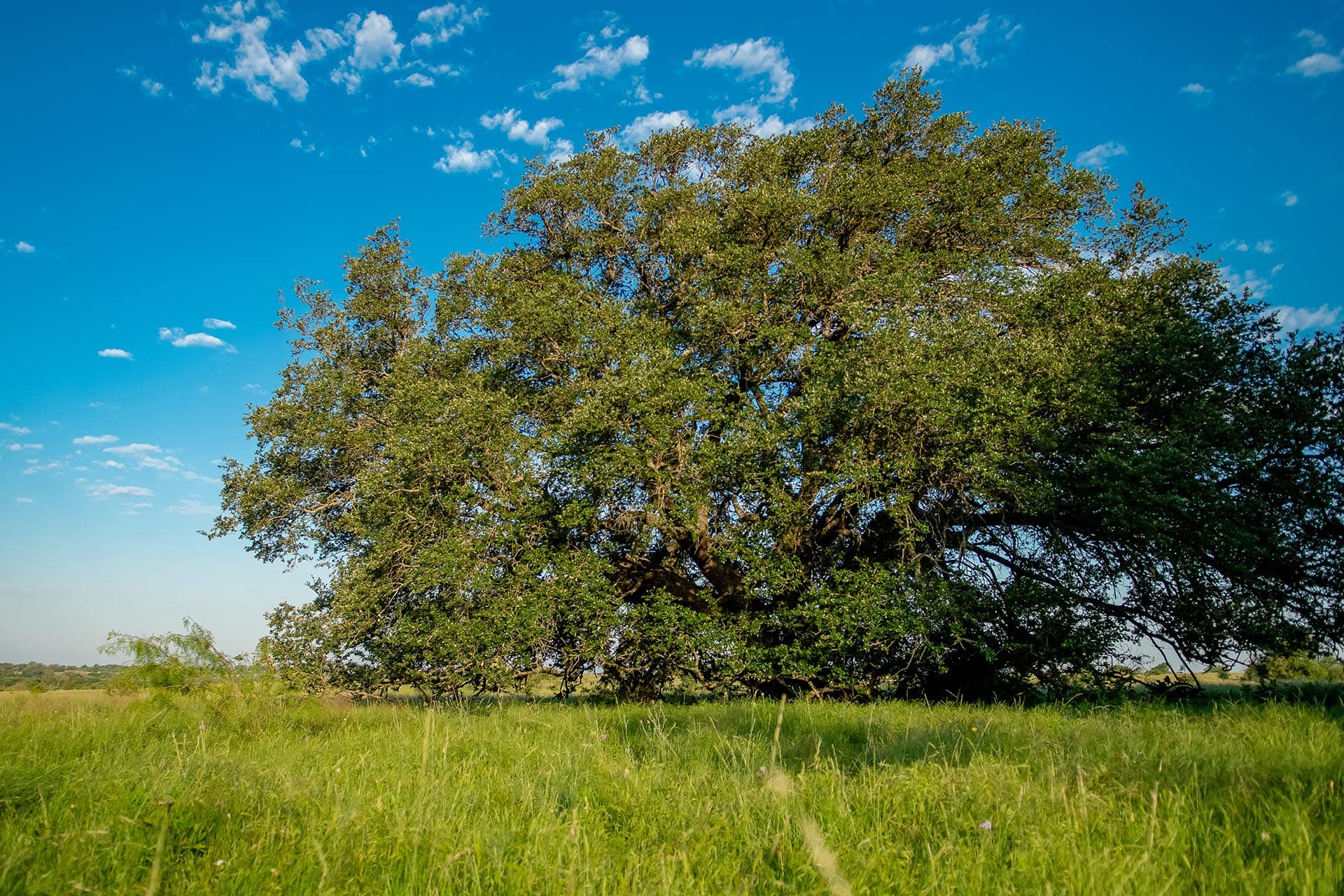Blackland Prairie land investment Texas Cotton Willow Ranch