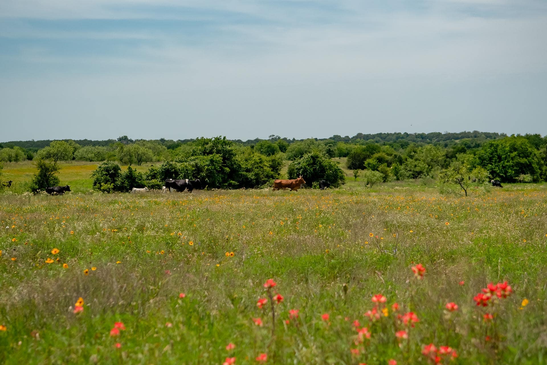 Blackland Prairie recreational property Texas Cotton Willow Ranch