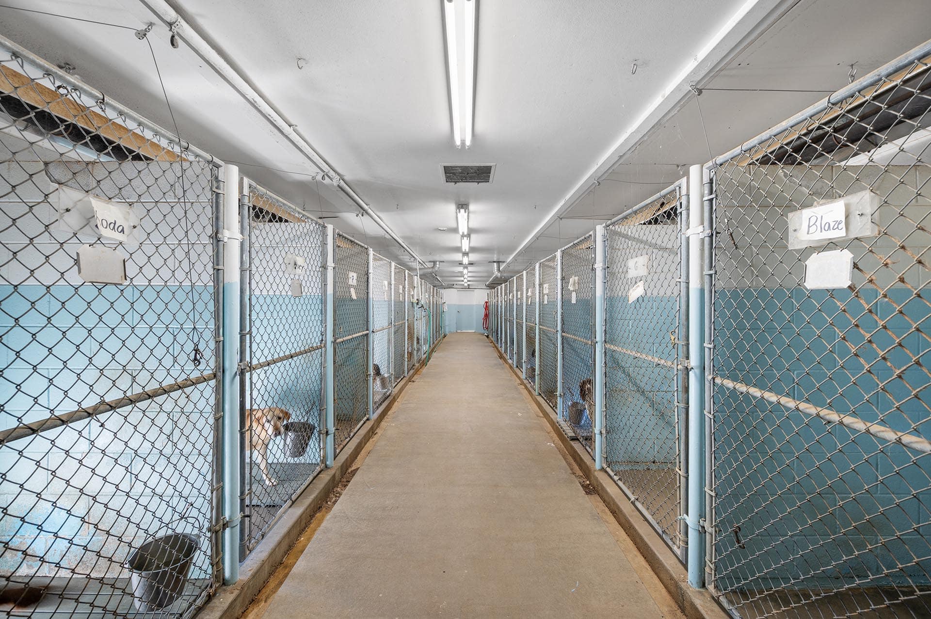 Dog Kennel Colorado Stillroven Farm Pheasant & Kennel Club