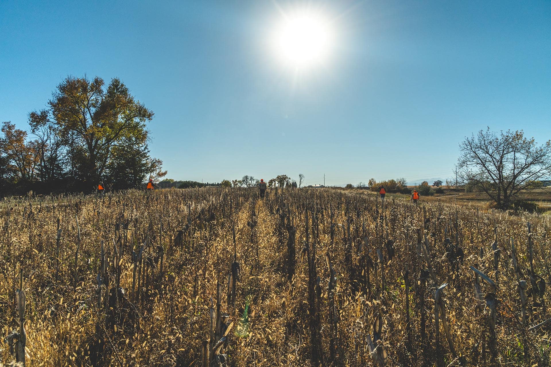 Farmland For Sale Near Me Colorado Stillroven Farm Pheasant & Kennel Club