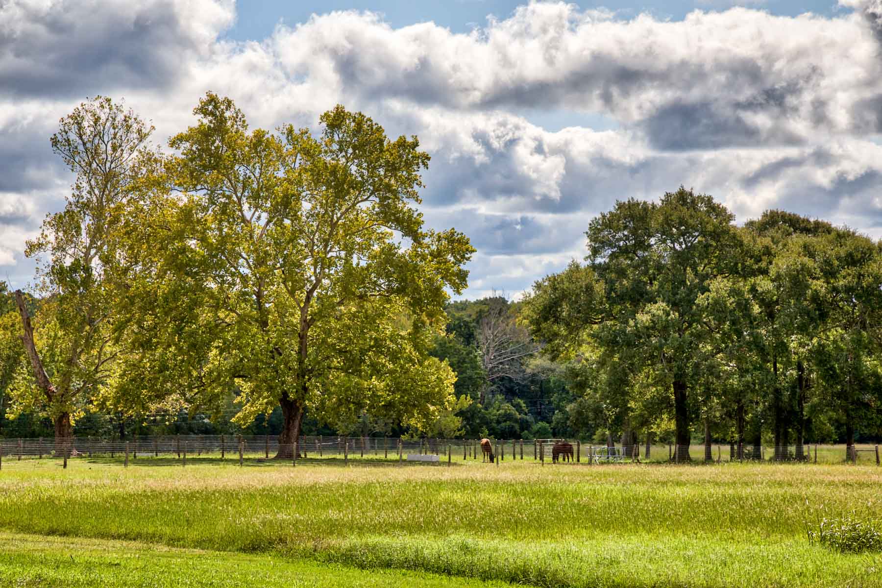 High-fence hunting ranch in Central Texas Whitehall Ranch