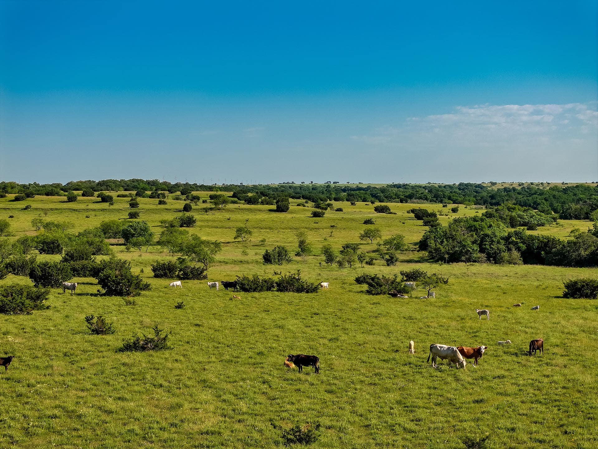 Hunting ranch in the Texas Blackland Prairie Cotton Willow Ranch