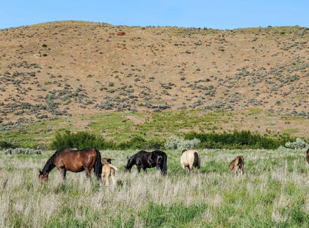 Idaho property for sale the davis lodge at loafer creek falls