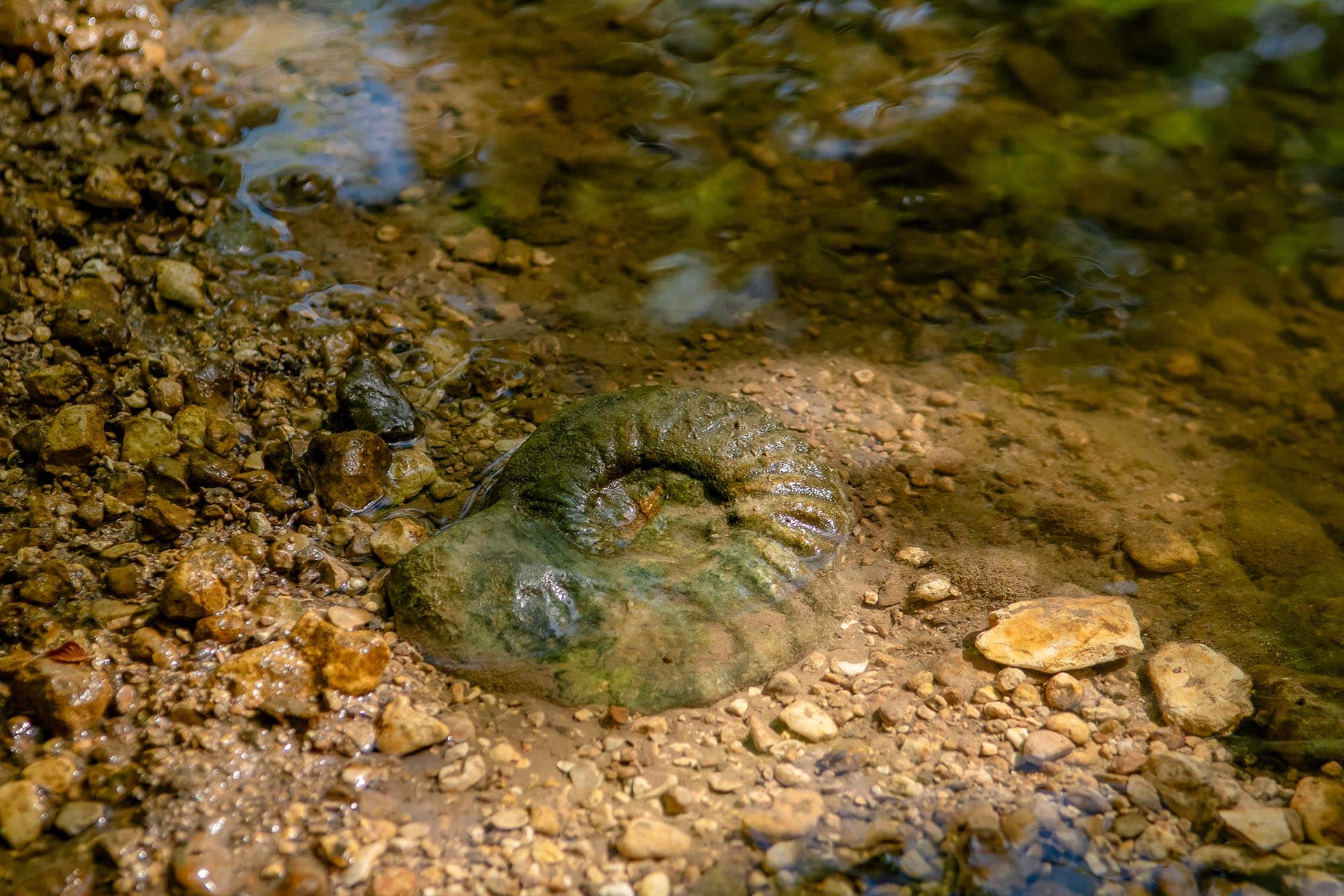 Income-producing ranch in Texas Cotton Willow Ranch